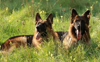 German Shepherd Wallpaper ảnh chụp màn hình 1