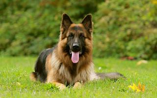 German Shepherd Wallpaper 截图 2