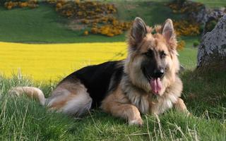 German Shepherd Wallpaper 截图 3