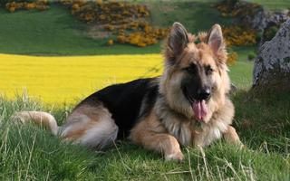 German Shepherd Wallpaper ảnh chụp màn hình 3