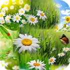 Spring Wallpaper HD أيقونة