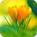 Flowers Wallpaper APK