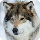 Wolf Wallpaper icono