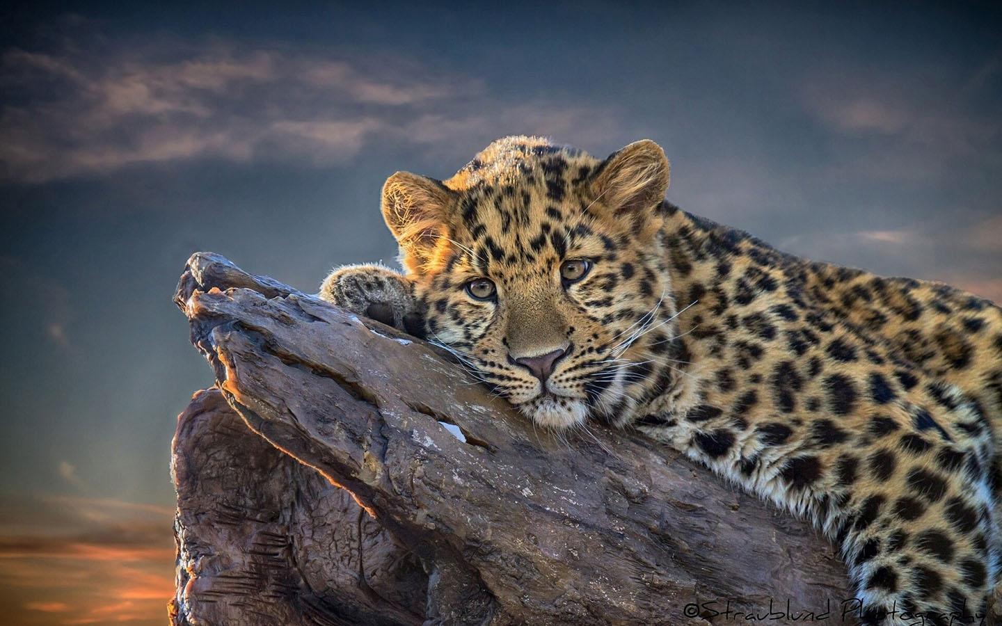 Leopard Wallpaper für Android - APK herunterladen