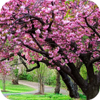 Sakura Wallpaper icon