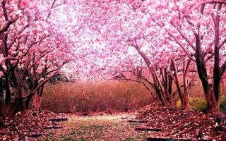 Sakura Wallpaper স্ক্রিনশট 1