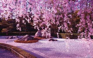 Sakura Wallpaper اسکرین شاٹ 3