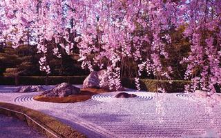 Sakura Wallpaper screenshot 3