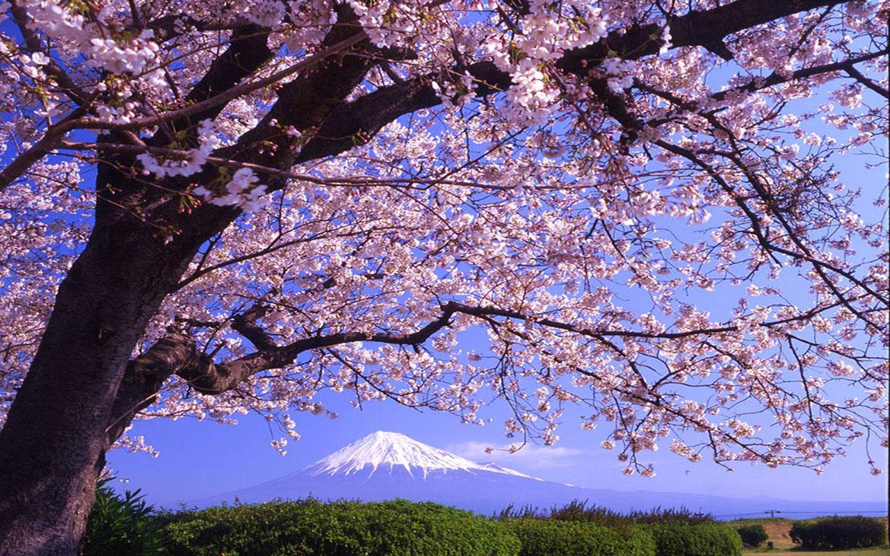 Sakura Wallpaper for Android - APK Download