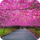 Spring Scenery Wallpaper APK