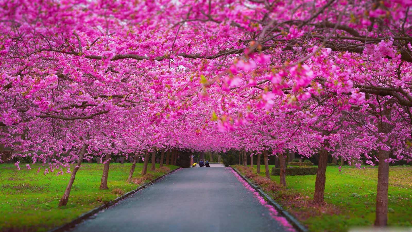 Spring Scenery Wallpaper APK for Android Download Spring Scenery Wallpaper APK for Android Download