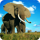 Elephant Wallpapers biểu tượng