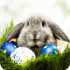 Easter Wallpapers آئیکن