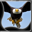 Eagle Live Wallpapers APK