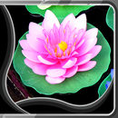 APK loto live wallpapers