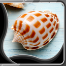 APK shell live wallpapers