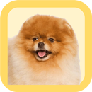 Pomeranian Care Tips APK