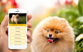 Pomeranian Care Tips Affiche