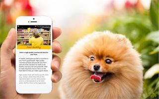 Pomeranian Care Tips ảnh chụp màn hình 1