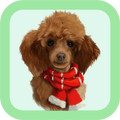 Poodle Care Tips