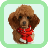 Poodle Care Tips ไอคอน