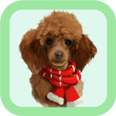 Poodle Care Tips APK