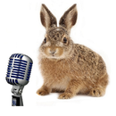 Mr Rabbit Voice Recorder HD APK