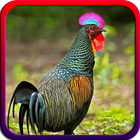 Suara Ayam Hutan terbaru Offline icône