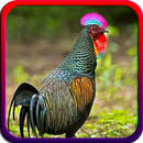 Suara Ayam Hutan terbaru Offline APK