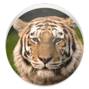 Animal Sound (Wild) APK