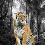 آیکون‌ Photo Splash Maker