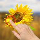 Bokeh Maker (Blur Background/F APK