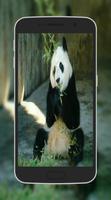 2 Schermata Cute Panda Wallpapers