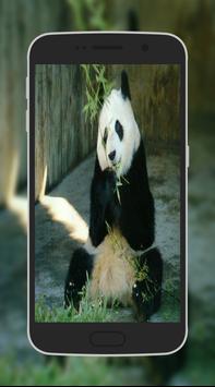 Cute Panda Wallpapers screenshot 2