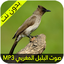 صوت البلبل - الوطواط  المغربي APK