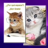 Fondos de Gatos স্ক্রিনশট 2