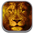 Fondos de Leones - LeonWallpapers APK