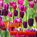 Bautiful Flower HD Wallpaper