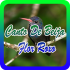 Canto De Beija Flor Roxo icône