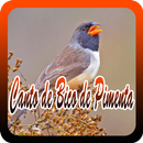 Canto de Bico de Pimenta APK