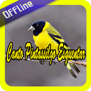 Canto Pintassilgo Esquentar Offline APK