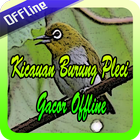 Kicauan Burung Pleci Gacor Offline ikona
