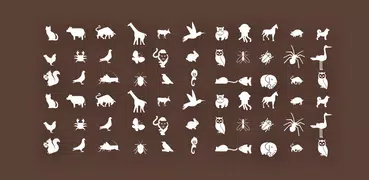Animal World A-Z Collections
