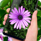 Lilac Live Wallpapers Free - HD Flower Wallpaper icône