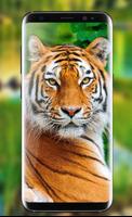 Tiger Live Wallpaper 2018: Colorful HD Backgrounds Affiche