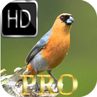 Harmonia dos Pássaros HD Zeichen
