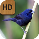 Cantos do Tiziu HD APK