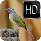 Cantos Trinca Ferro HD أيقونة