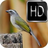 Cantos Trinca Ferro HD biểu tượng