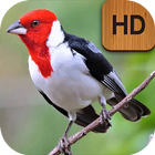 Cantos do Cardeal HD biểu tượng